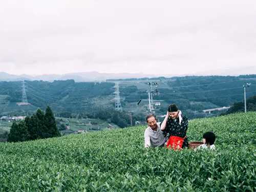 Chanosato Village (countryside with tea plantations) 