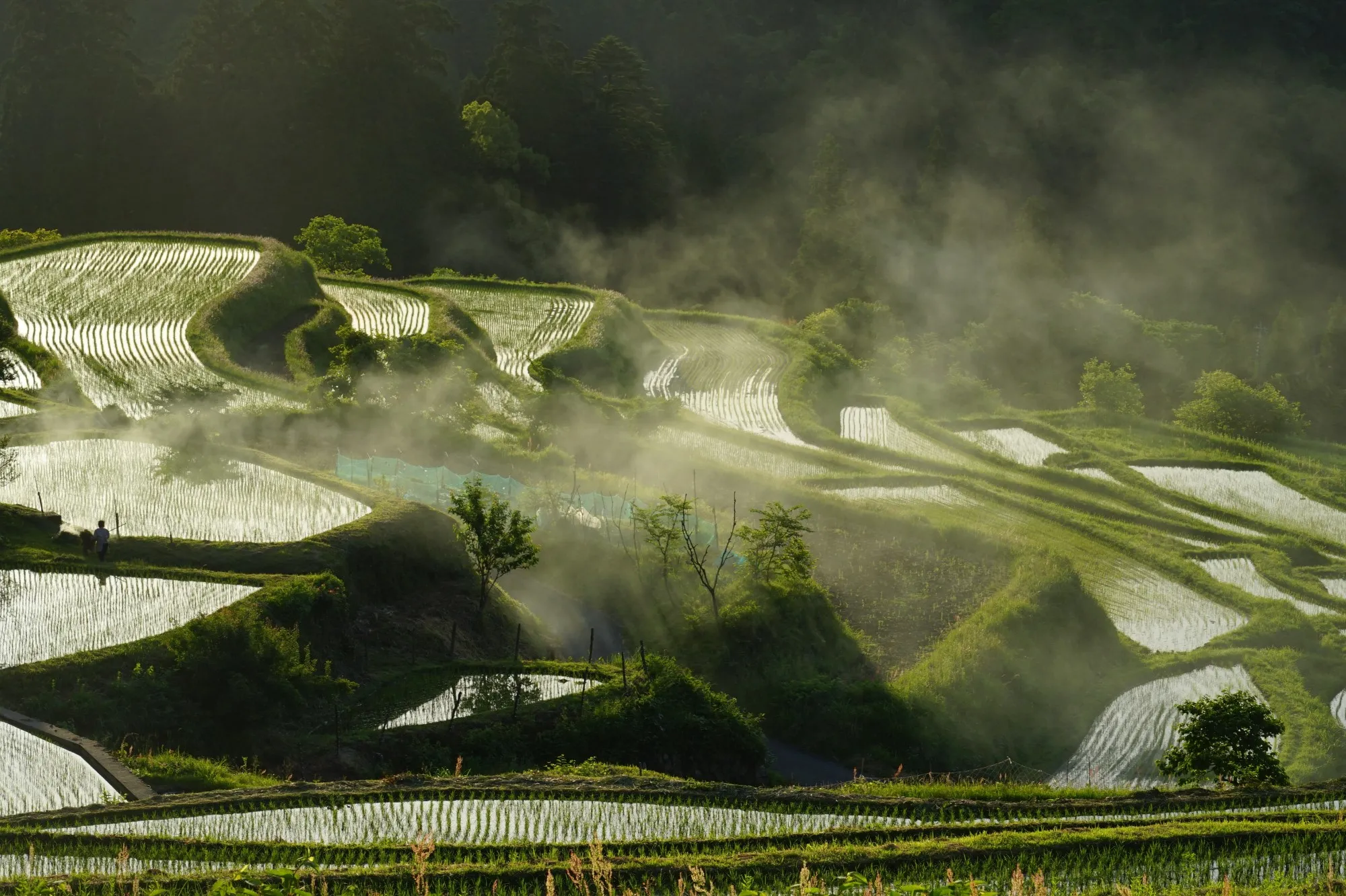 Hata Rice Terrace