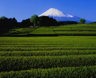 SHIZUOKA