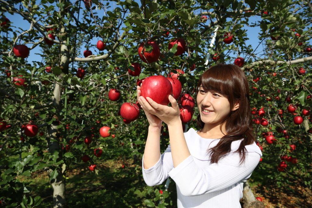 Fruit picking SHORYUDO , Go Central Japan