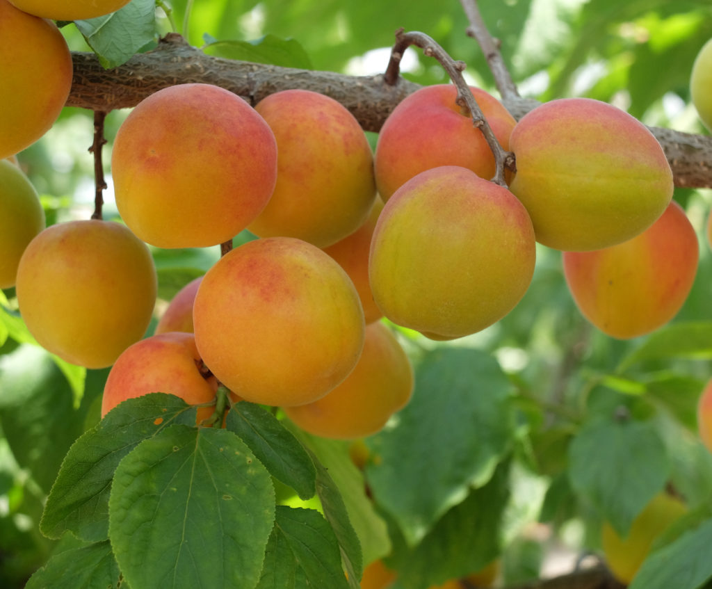 Apricot picking/apricot processing experience: jam and other items ...