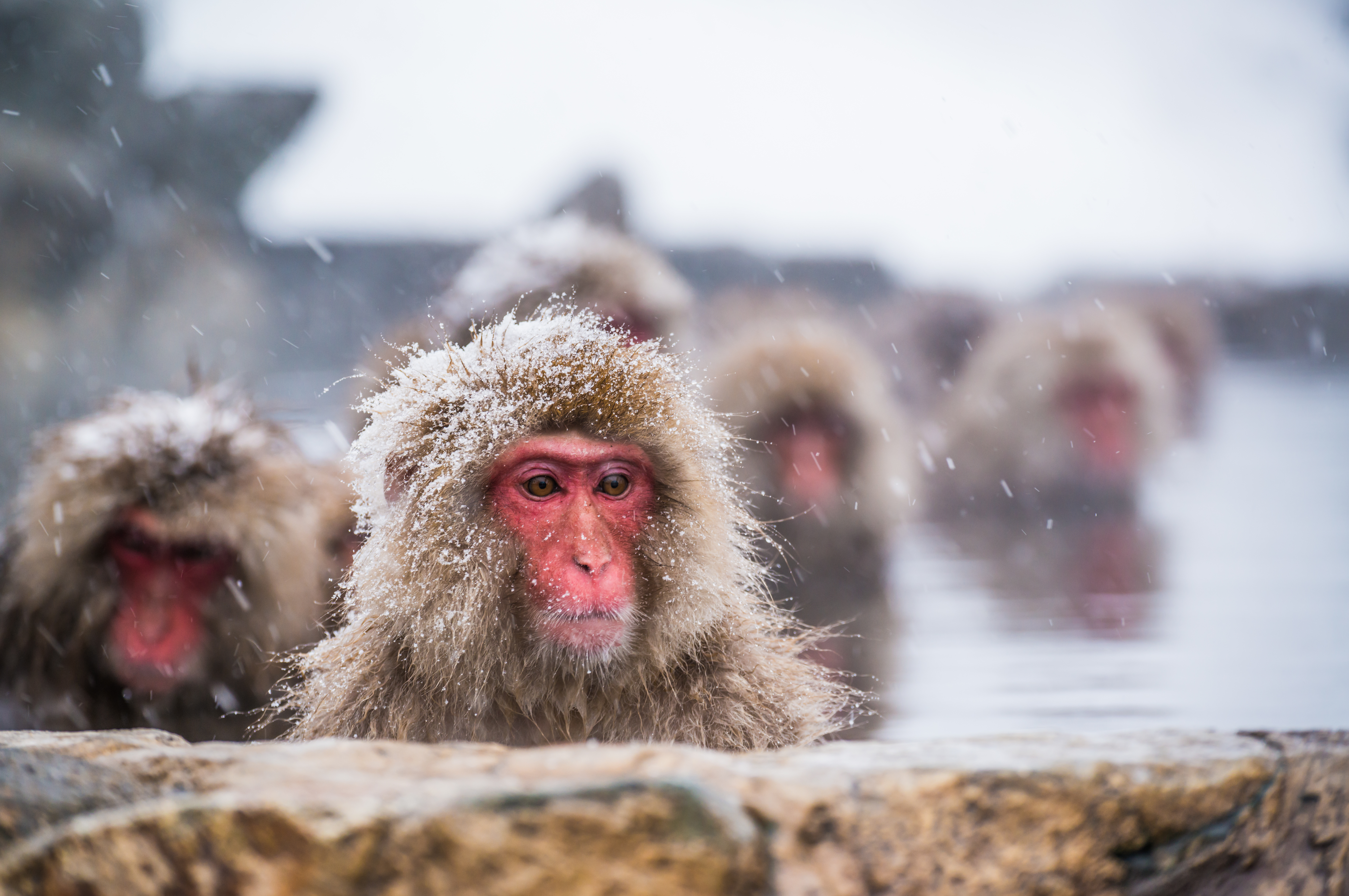 The Monkey Who Went Into the Cold