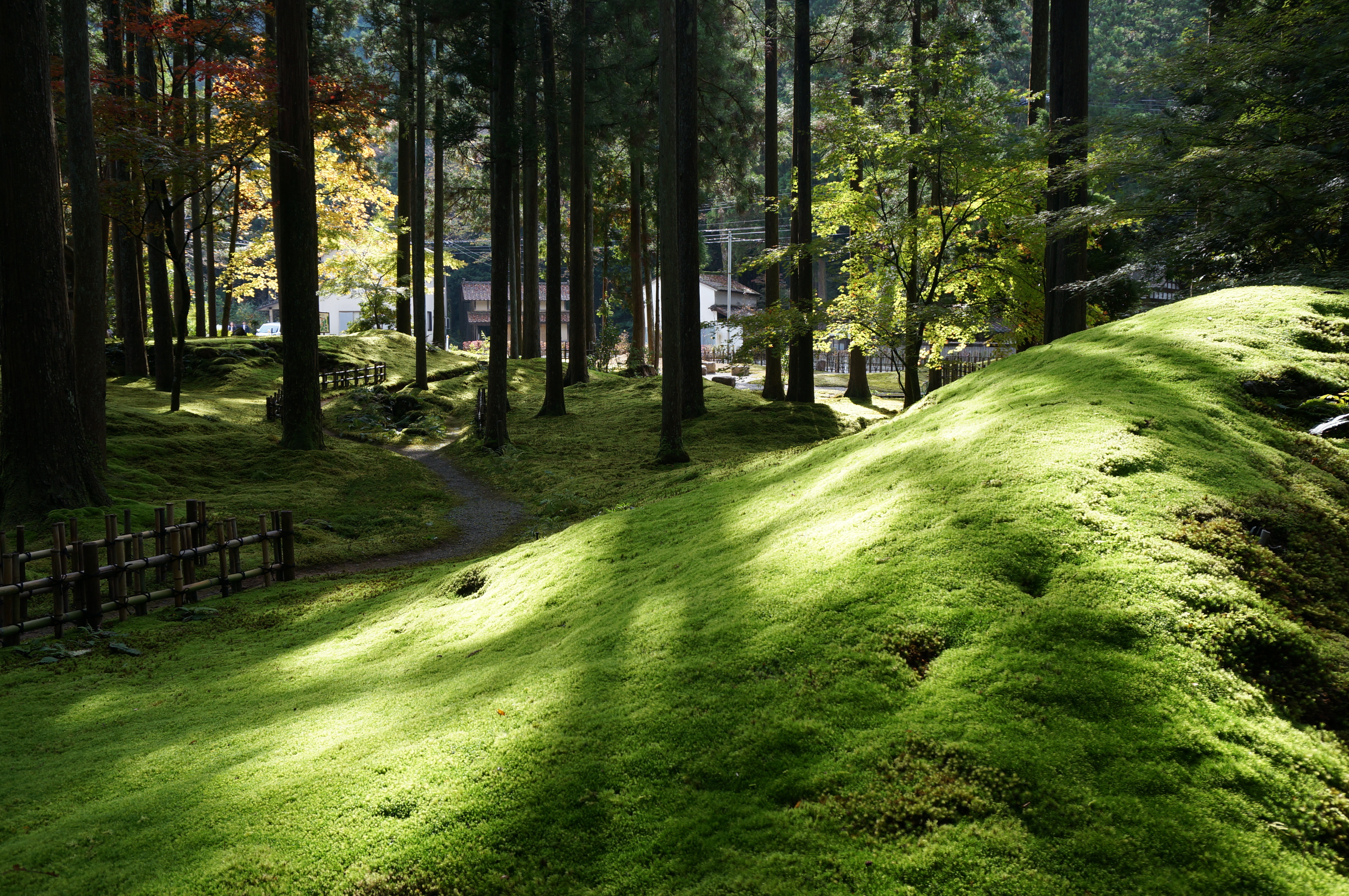 The best moss garden in Kyoto | Moss garden, Japanese 