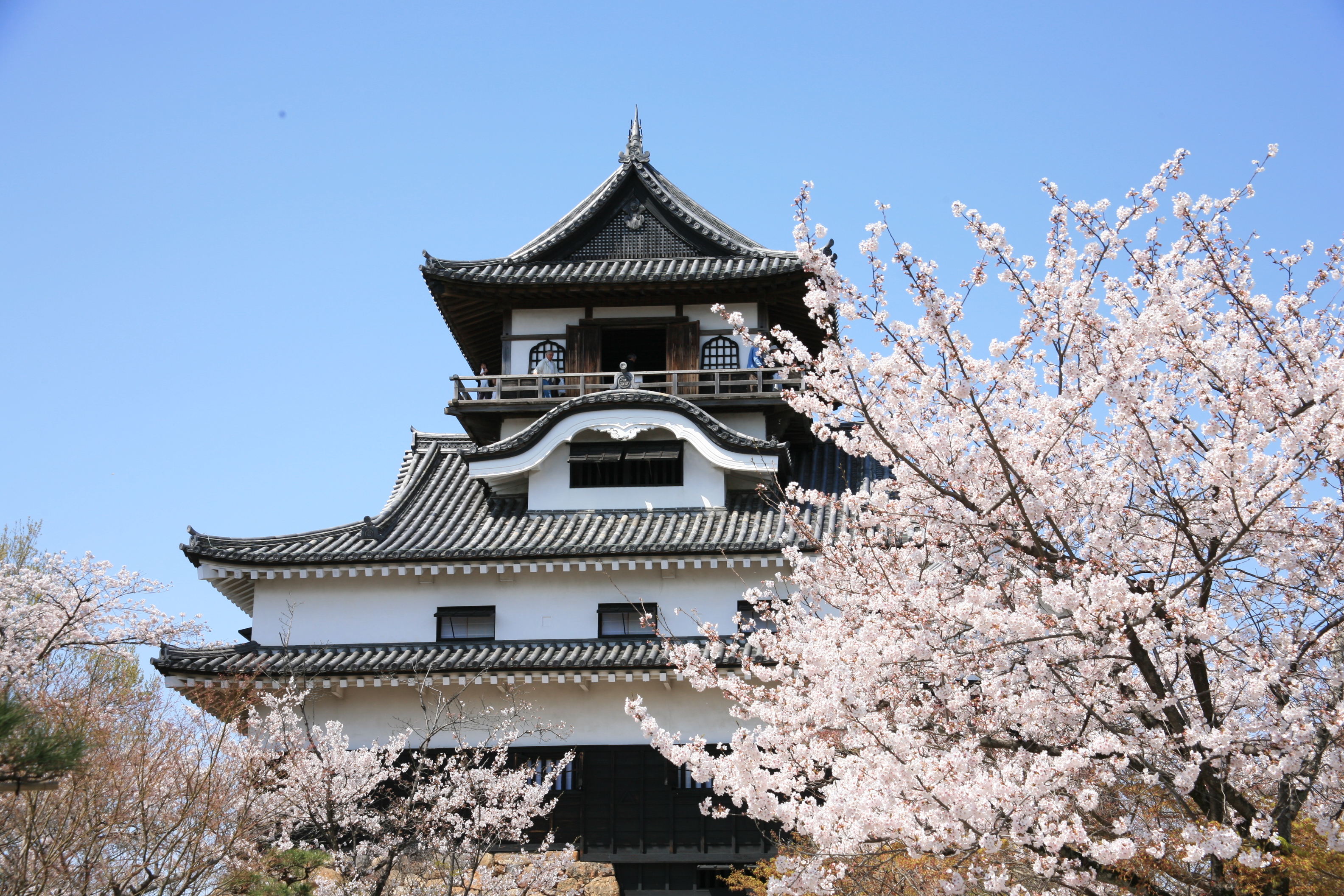 02犬山城（桜)２