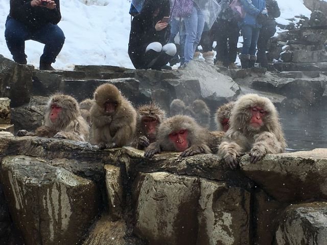 Snow Monkey Resorts Tours（スノーモンキー、スキーパッケージ、自然・文化体験のツアー）